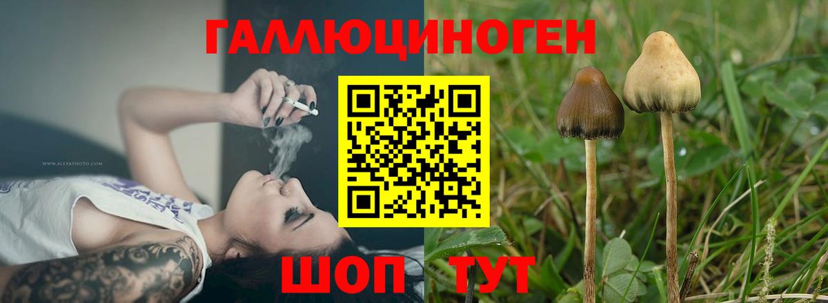 Галлюциногенные грибы Psilocybe  сколько стоит  Чебоксары  Галлюциногенные грибы MAGIC MUSHROOMS  Вход с VPN 